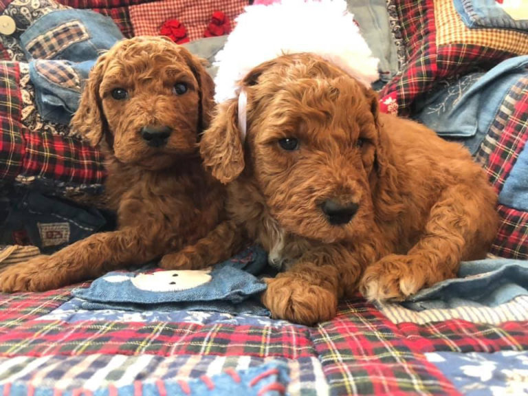 Puppies-avaiilable