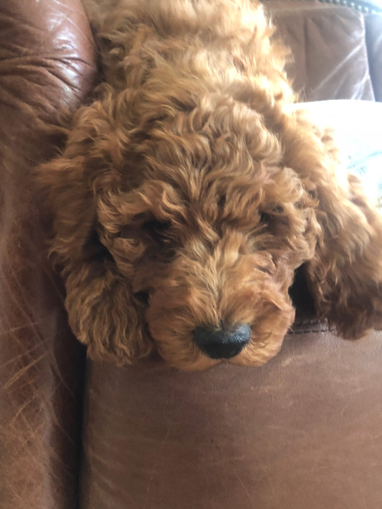 Treasure-family-doodles-dogs(11)