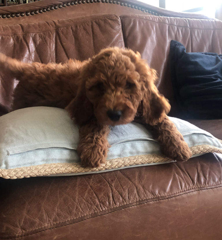 Treasure-family-doodles-dogs(3)