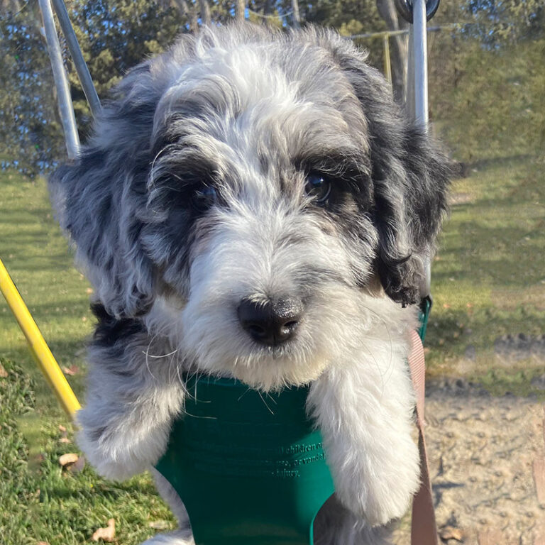 Family Treasure Doodles Dam Millie as a puppy